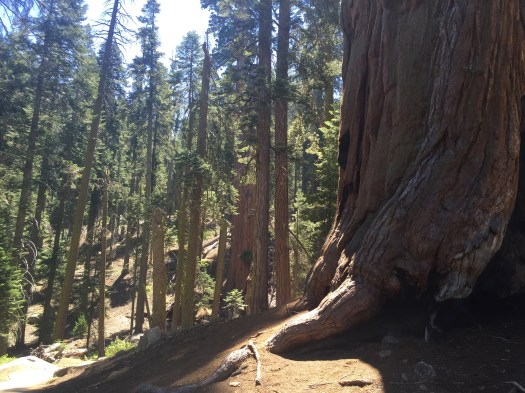 Sequoia Nat Park