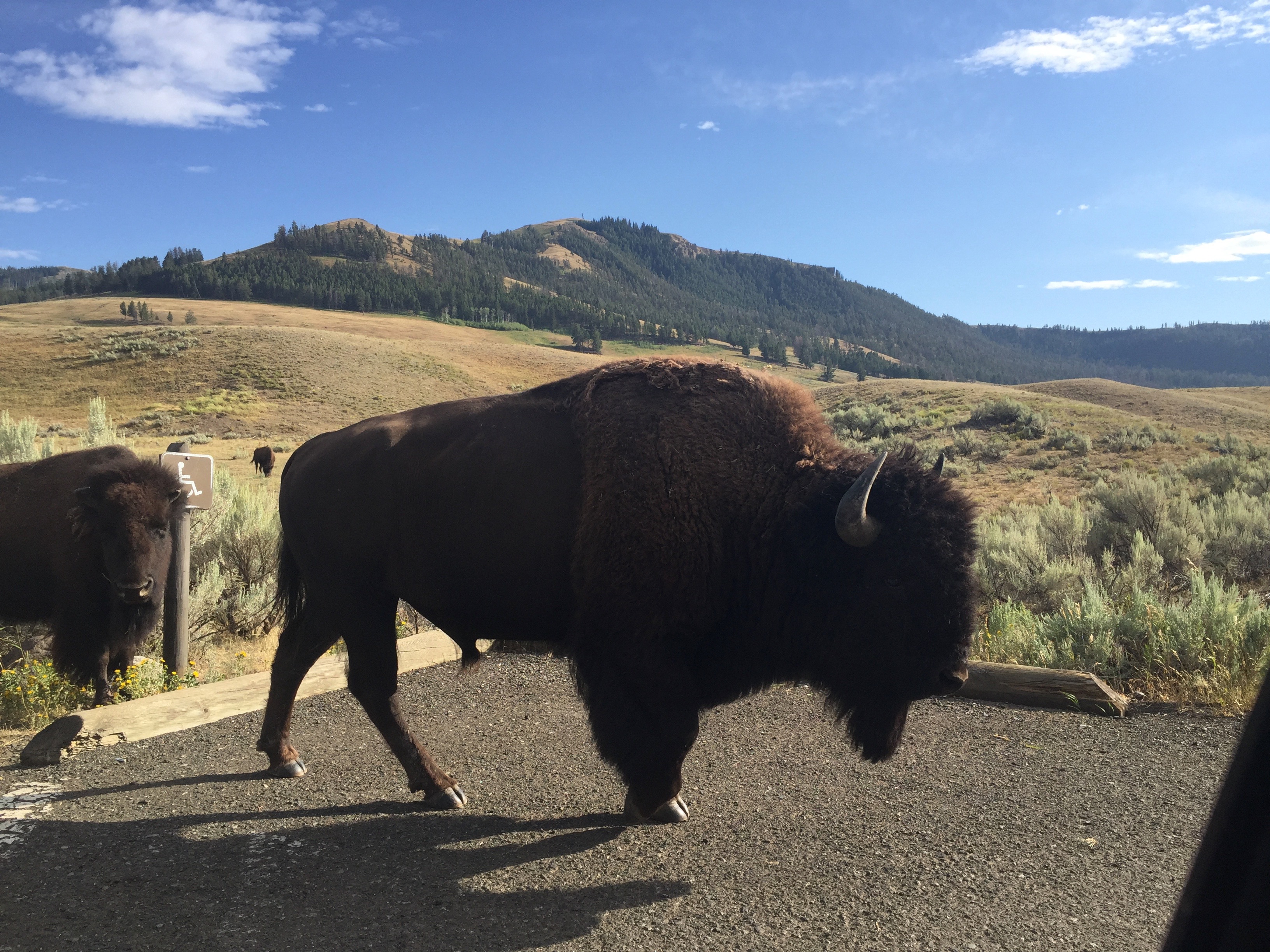 Yellowstone